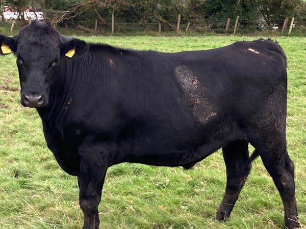 Cattle - Main image