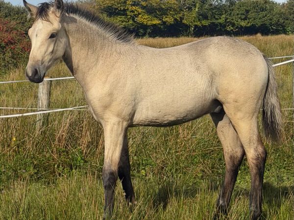 Connemara colt foal - Main image