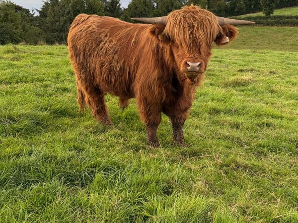 Highland bull - Main image