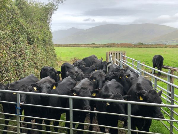 AA Heifers - Main image