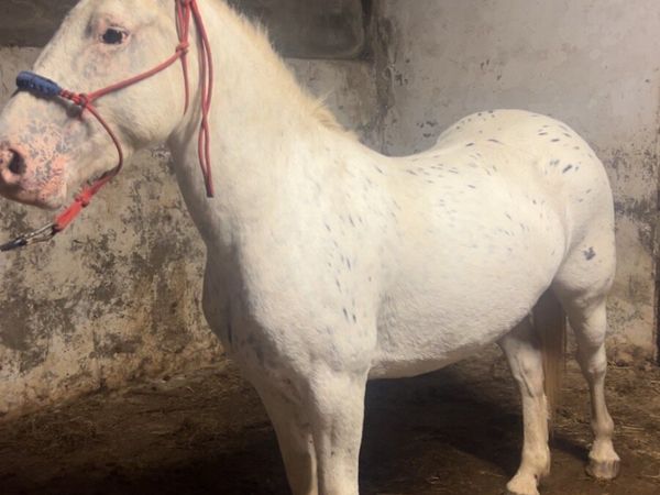 Appolousa filly 4 year old - Main image