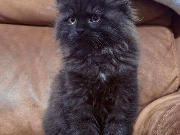 Kittens - Main image