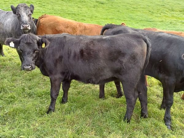 Organic Heifers LMX - Main image