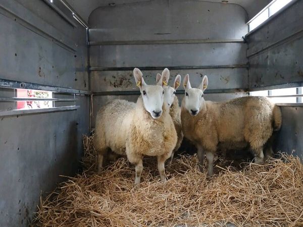 Border Leicester rams - Main image