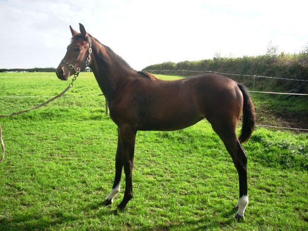 Scopey Filly Foal - Main image