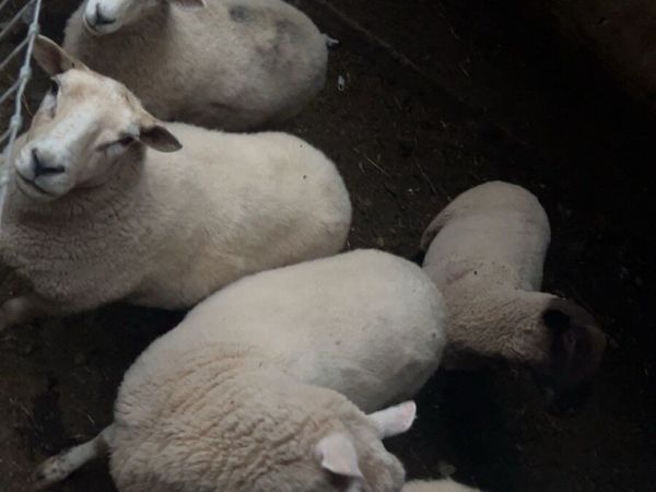 Sheep Ewes - Main image