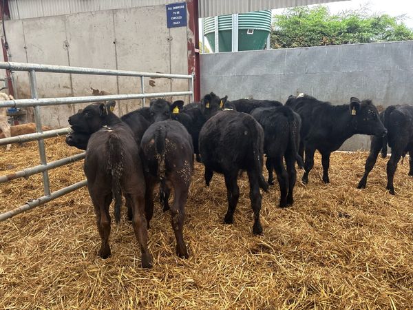10 super Angus weanling bulls - Main image