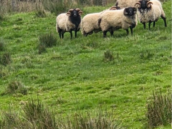 Blackface rams - Main image