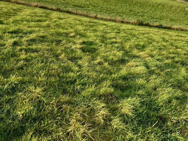 22 Acres for Second Cut Silage Nice Grass - Main image