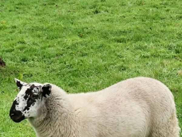 Brockie Ramb lambs - Main image