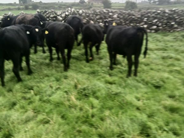 Aberdeen  Angus - Main image