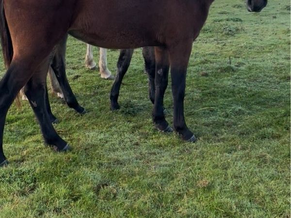 3yo sport pony filly - Main image