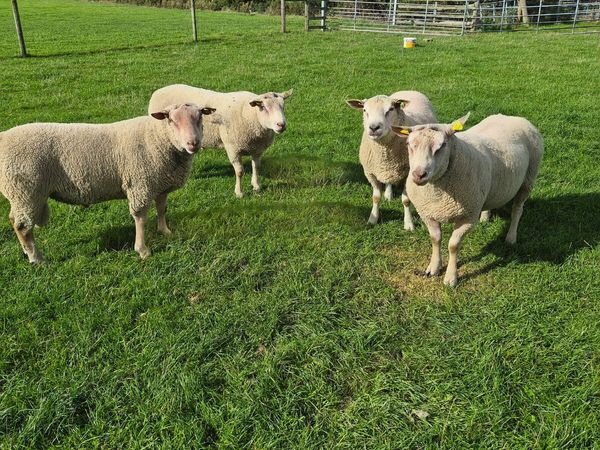 Pedigree Charollais Hogget Rams - Main image