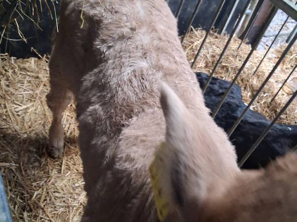 Charolais & BB calves for sale - Main image