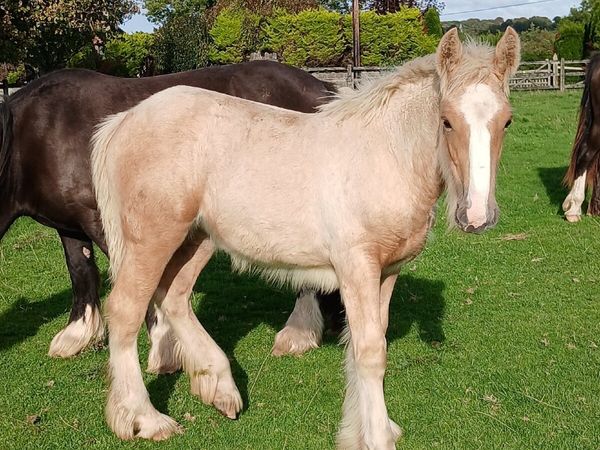 15.2 Palomino Filly foal - Main image