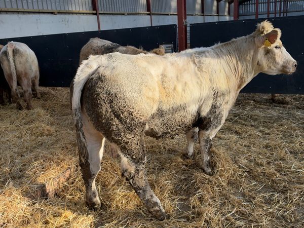 Charolais and lim store heifers - Main image
