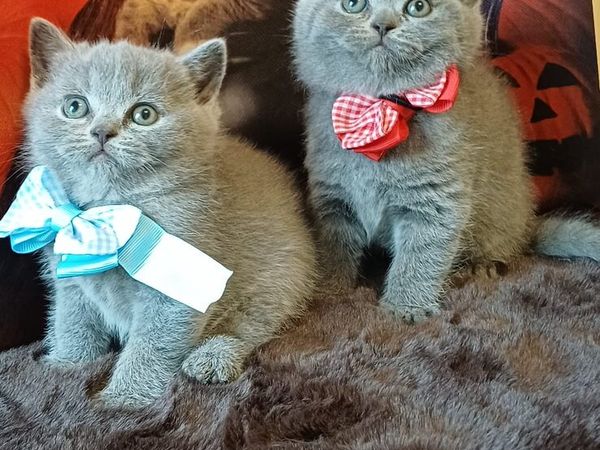 Amazing Purebred British Shorthair kittens 🥰 - Main image