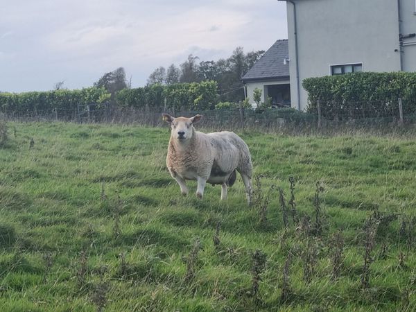 Texal/Charolais cross Hogget Ram - Main image