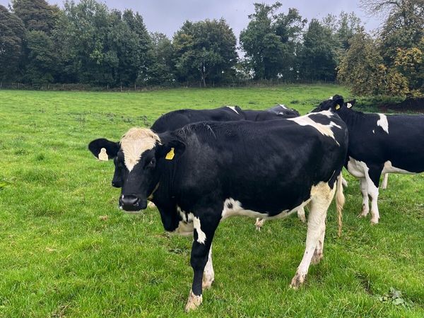 High EBI incalf heifers - Main image