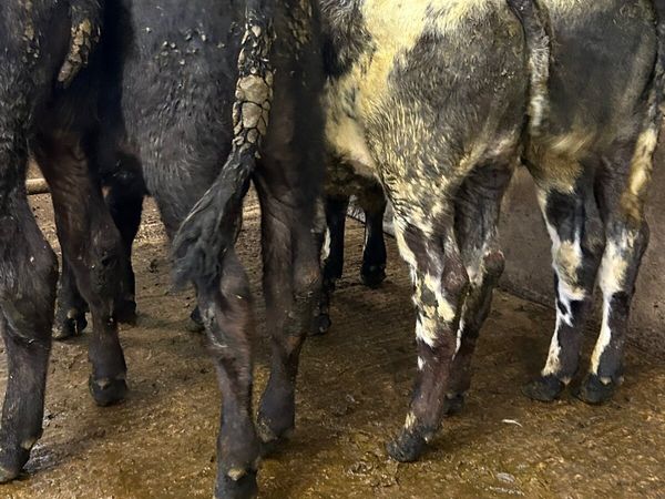 4 Runner bulls - Main image