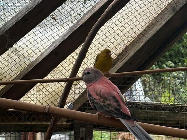 Birds - Main image