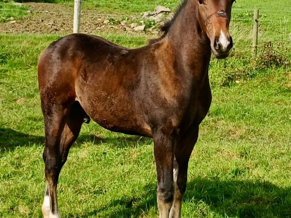 Colt Foal - Main image