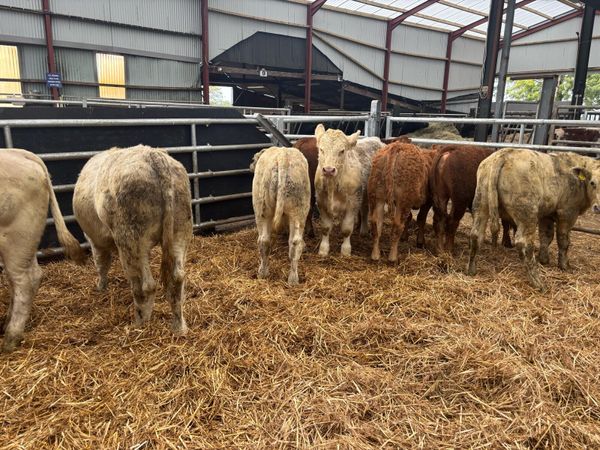 8 super 300 kg continental bulls - Main image
