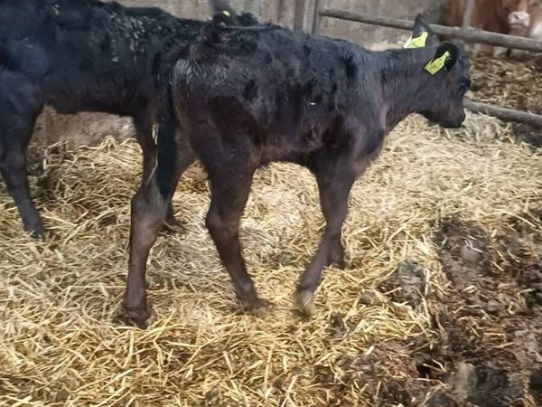 Angus calves - Main image