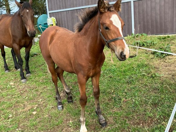 Connemara Colt Foal - Main image