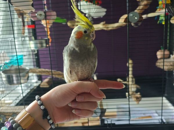 Cockatiel + large cage - Main image