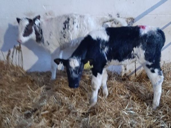 Calves for sale - Main image