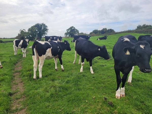 3 High EBI Yearling Ho/Fr Heifers - Main image