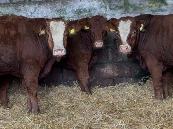 3 smashing bull wealings - Main image