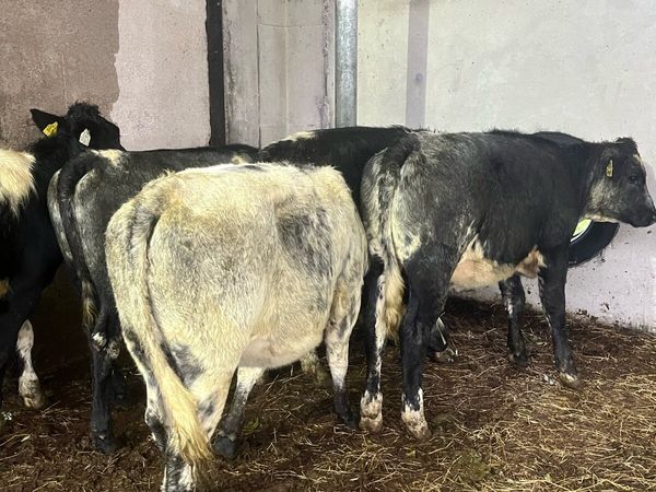 5 Belguim blue heifers (210kg) - Main image