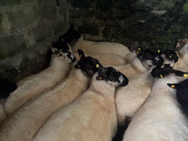 Suffolk Hoggets - Main image