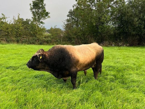 Bull - Main image