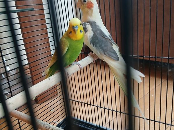 Cockatiel and budgie and cage - Main image