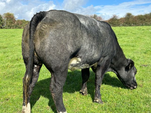 BLUE BREEDING HEIFERS - Main image