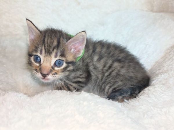 Kittens - Main image