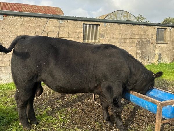 Purebred Angus bulls - Main image