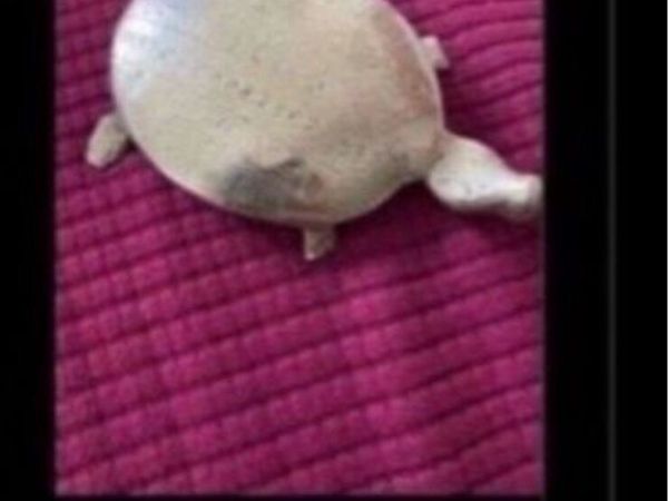 Brass Turtle Display/ Paperweight - Main image