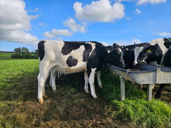 3 pbnr British heifers - Main image