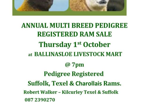 Multibreed Ram Sale - Main image