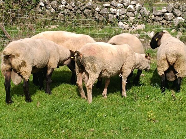 Suffolk/Charolais Rams - Main image