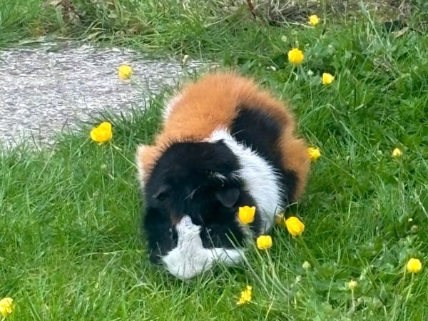 Guinea pig male - Main image