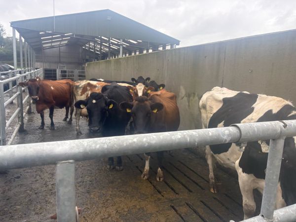 Young empty xbred in milk cows for sale - Main image