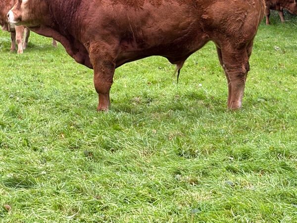 5 Star 🌟 Pedigree Limousin Bull - Main image