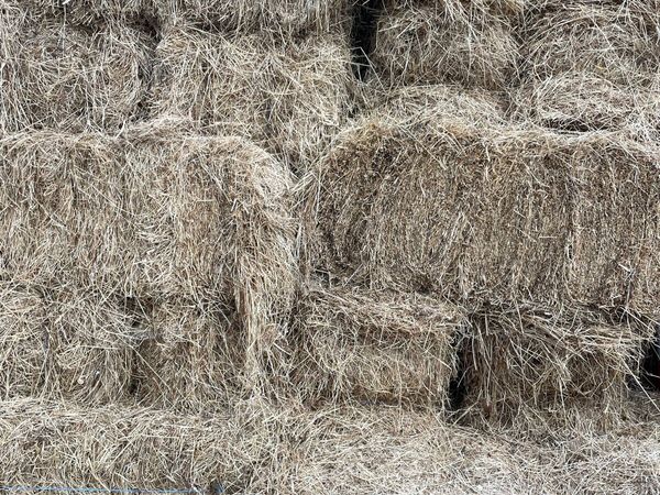 Organic Hay - Main image