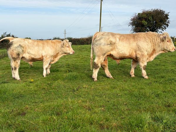 2 PBR Charolais Bulls - Castlerea Mart 8th Oct - Main image