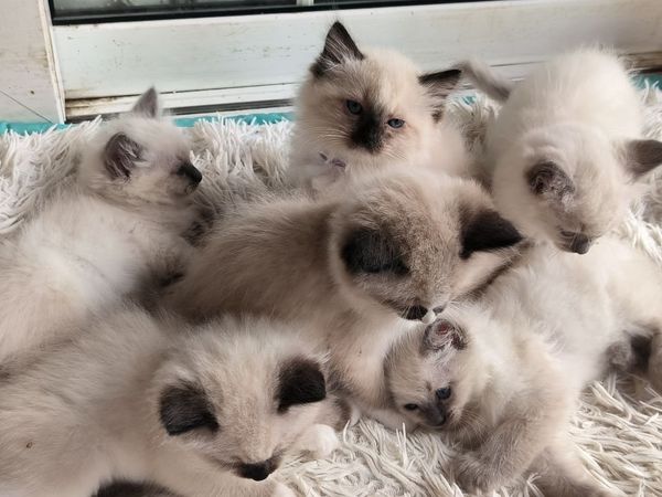 purebred ragdoll kittens - Main image